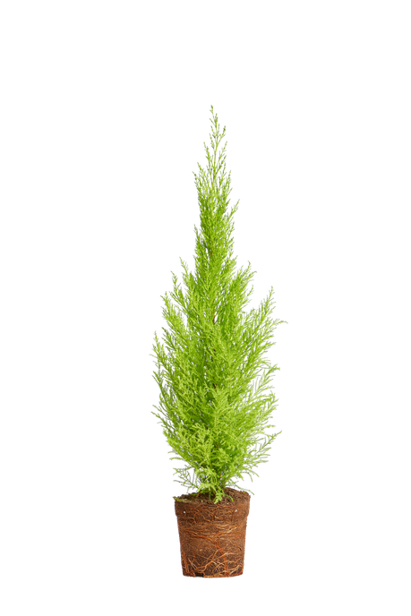 Cupressus macrocarpa